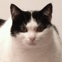 Avatar of Daniel Marcolino