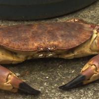 Avatar of DOMINANTCRAB