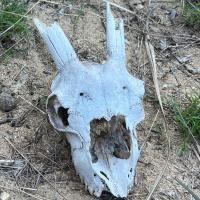 Avatar of dominantforcejnr