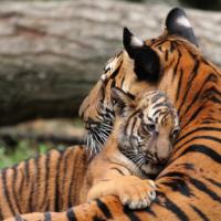 Avatar of dominator811