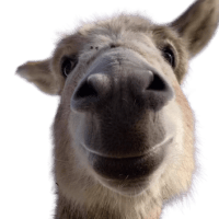 Avatar of Eray Kilic