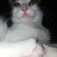 Avatar of doomsdayyq