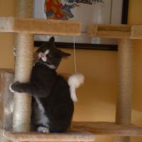 Dustin Liang's avatar