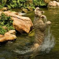 Avatar of drasko babic