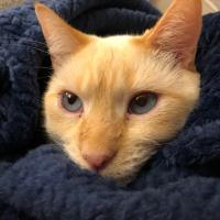 Avatar of Dean Sniegowski