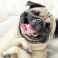 Эва Степанян's avatar