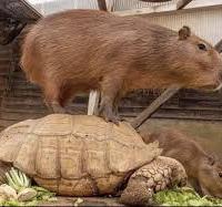 Avatar of Bryan Solano