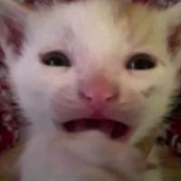 Avatar of elenakotrikadze