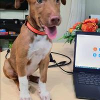 Andres Elias May Sanchez's avatar