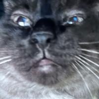 Avatar of EmileEchekEtMaths