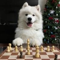 Avatar of EmmaMyrthe