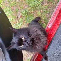 Avatar of Enricojazz