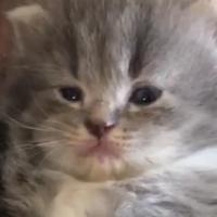 Avatar of erikah7