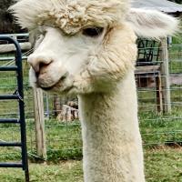 Avatar of eternal_noob77