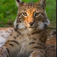 Avatar of Viva Vinicius Junior