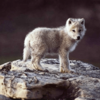 Avatar of Ayre Seals