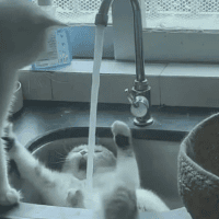 Avatar of ExistentialCrouton