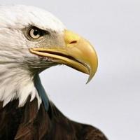 Avatar of Carlos Burgos