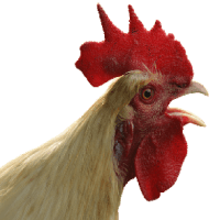 Avatar of FallingRooster