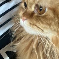 Avatar of fatimaeisaa