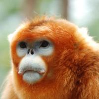 Avatar of Chessmonkey