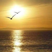 Avatar of fernandocalaes