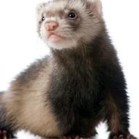 Avatar of Floodseeker