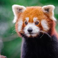 Avatar of FluffyRedPandaChess