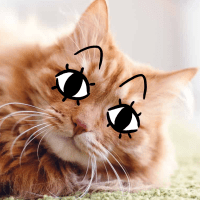 Avatar of flummoxed_feline