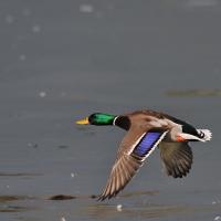 Steve Bolduc's avatar