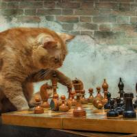 Vladimir Sakun's avatar