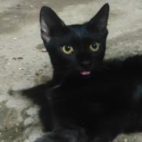 Avatar of the real batman