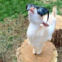 Avatar of Diego Fonseca