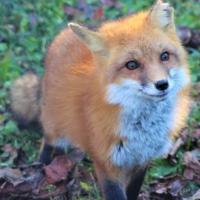 Avatar of kitsune O uzumaki