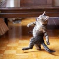 Avatar of FranzZChess