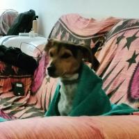 Avatar of Francesco Er capitano Totti