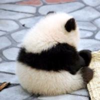 Ruslan Gadzhiev's avatar