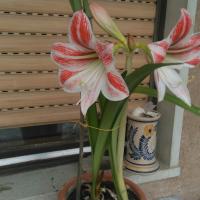 Gabriela Koskoska's avatar