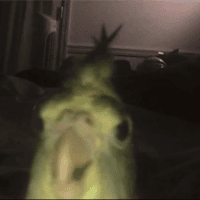 Avatar of GambitGrzybowa