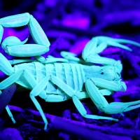 Pantazi Adrian's avatar