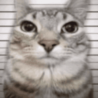 Avatar of Unc Maxxer