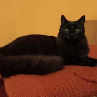 Avatar of GasCatt999