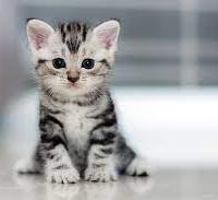 Avatar of GRADY MENZ