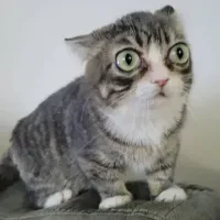 Avatar of Ishvi Aggarwal