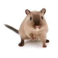 Avatar of GerbilFarmer