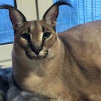 Avatar of Frank Yakubboev