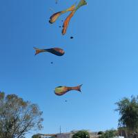 Avatar of giochess89