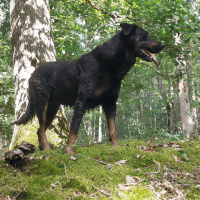 Avatar of gladius2020