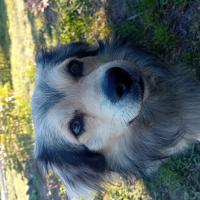 Avatar of GM_SzachowyKocur
