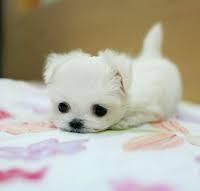 Ashritha Eswaran's avatar